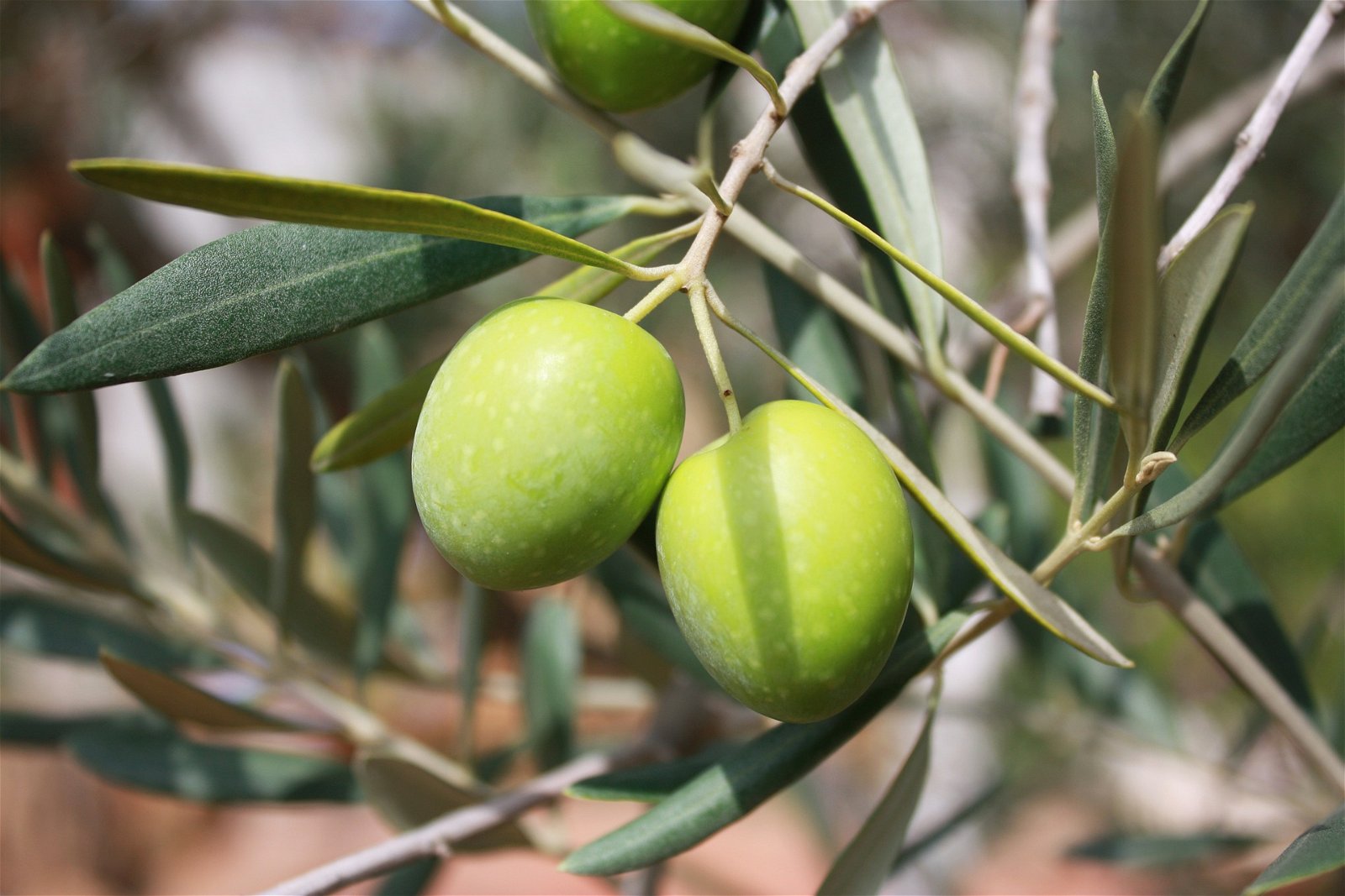Victor Feguer hoped his last meal, a single olive, would become a symbol of peace.